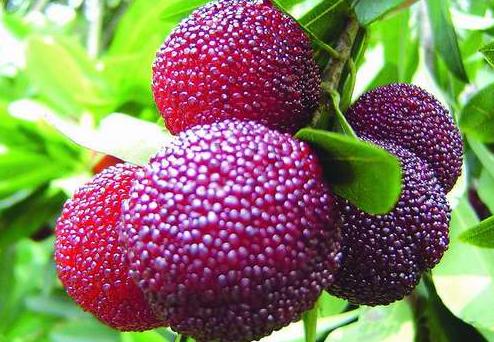 Myrica rubra seeds Yumberry Red Bayberry 